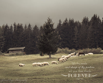 Flock of sheep in a rolling pasture with scripture verse