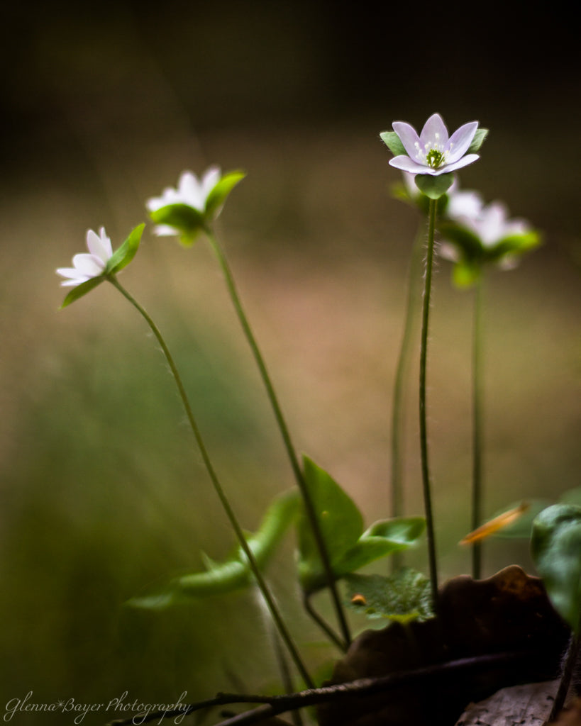 Small spring purple wildflowers at Conkles Hollow