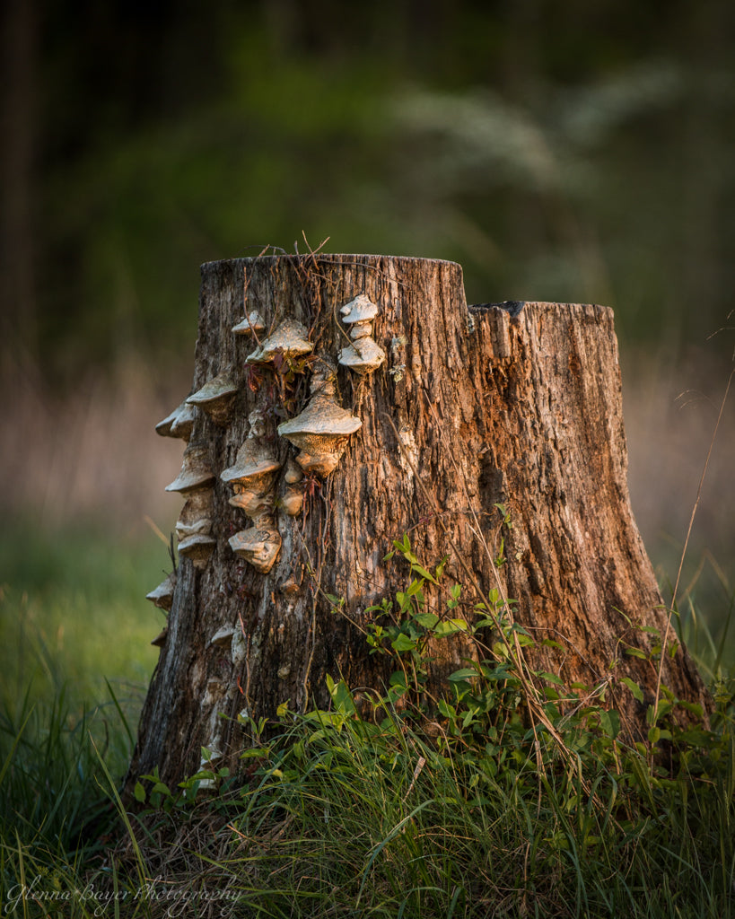 Mushrooms on the side of a stump in the Smoky Mountains