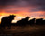 Silhouette of a herd of cattle during sunset near Red Valley, Virginia