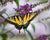 Yellow Swallowtail butterfly on purple flower