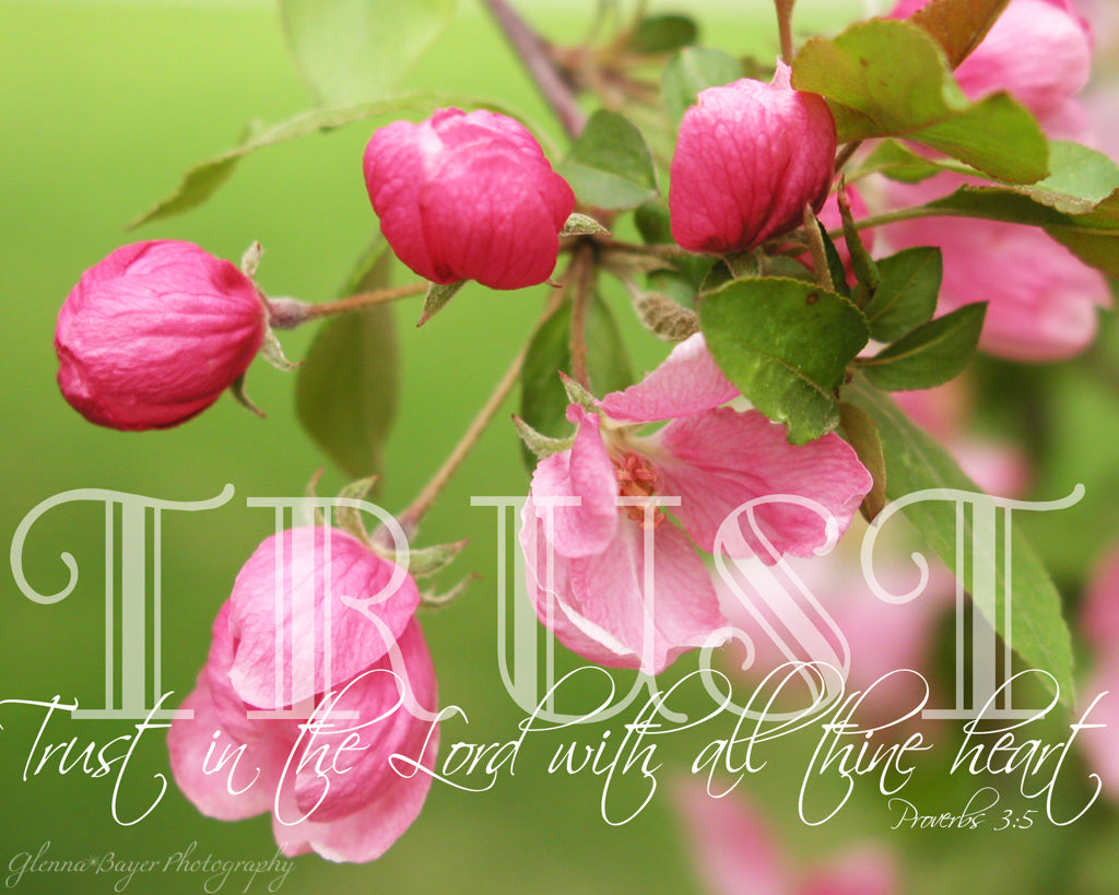 Pink Crabapple Blooms with scripture verse