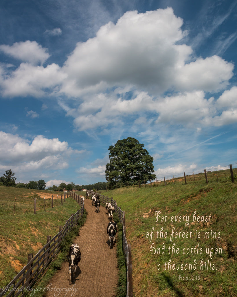 Holstein cows walking down dirt path in Callaway, Virginia with scripture verse