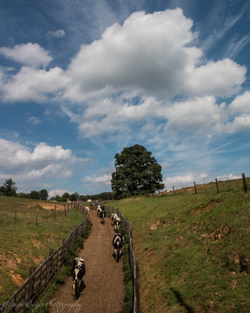 Holstein cows walking down dirt path in Callaway, Virginia
