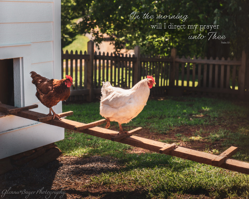 Chickens coming out of chicken house with scripture verse