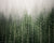 Washington Evergreen trees in fog