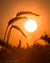 Silhouette of wheat against orange sunset