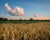 Wheat field and sunset in Ohio with scripture verse