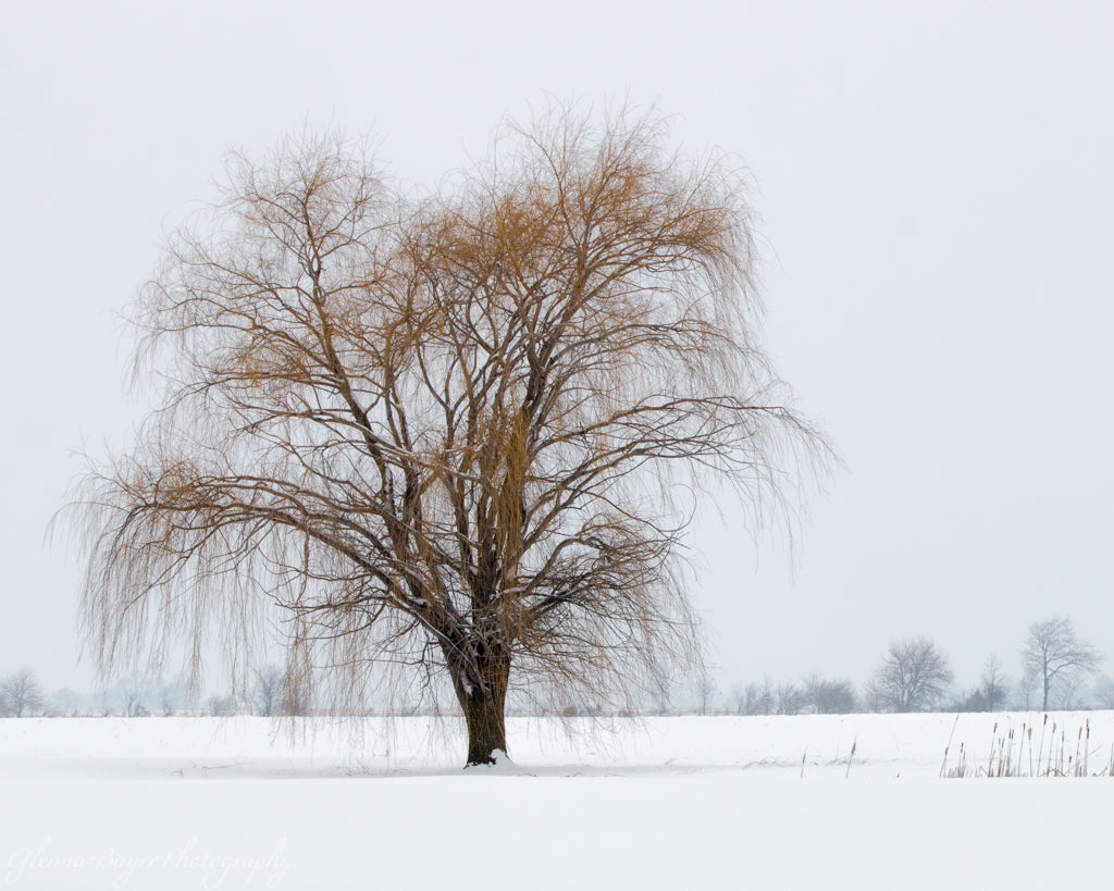 Lone Willow tree in snowy field