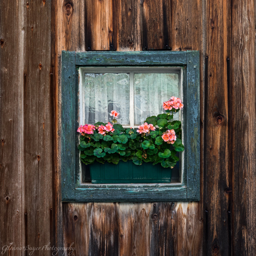 Pink flowers in a window box on wooden house