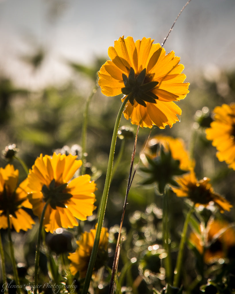 Yellow sunlit flowers in evening